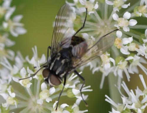 Réf. 239 703 : Graphomya maculata